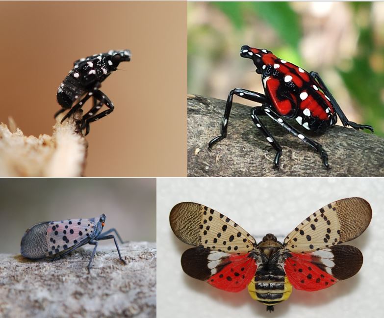 spotted-lanternfly-presentation